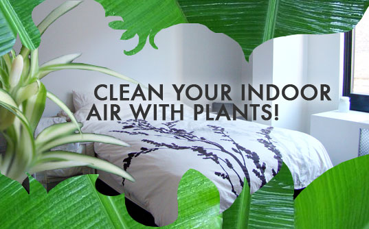 Plants clean the air in your home.