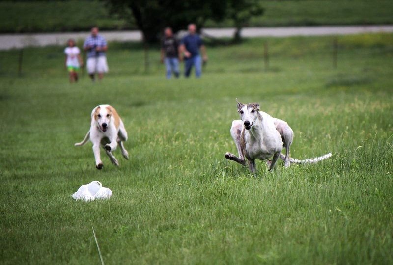 Lure Coursing 2012 1
