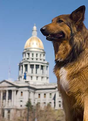 Dog in front of capitol building
