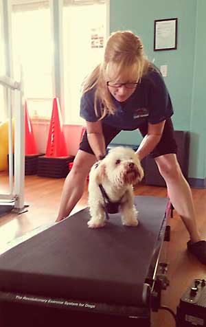 Dog on a land treadmill
