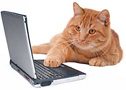 Cat at computer