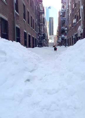 Dog in Boston snowpiles