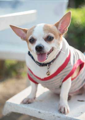 Overweight chihuahua