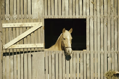 horse-stable.jpg