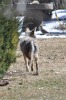Coyote
