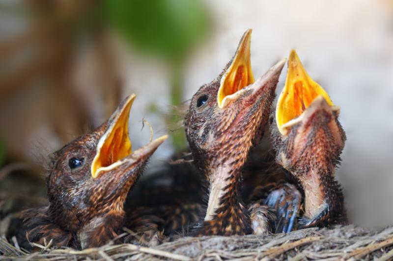 bird_nest_young_birds.jpg