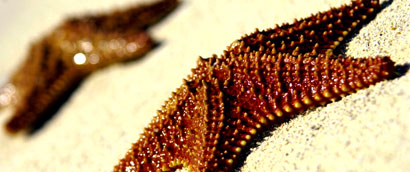 starfish-wet.jpg