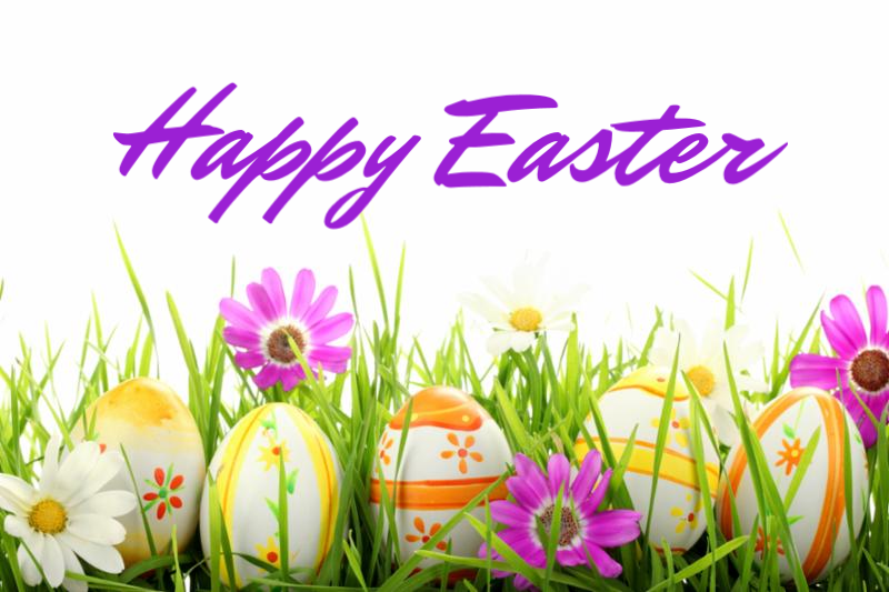 row_of_eggs_daisies.jpg