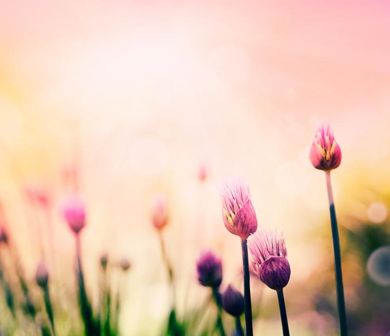 Fresh chives flower over colorful background. Spring or summer floral background