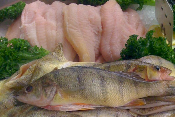 Lake Perch