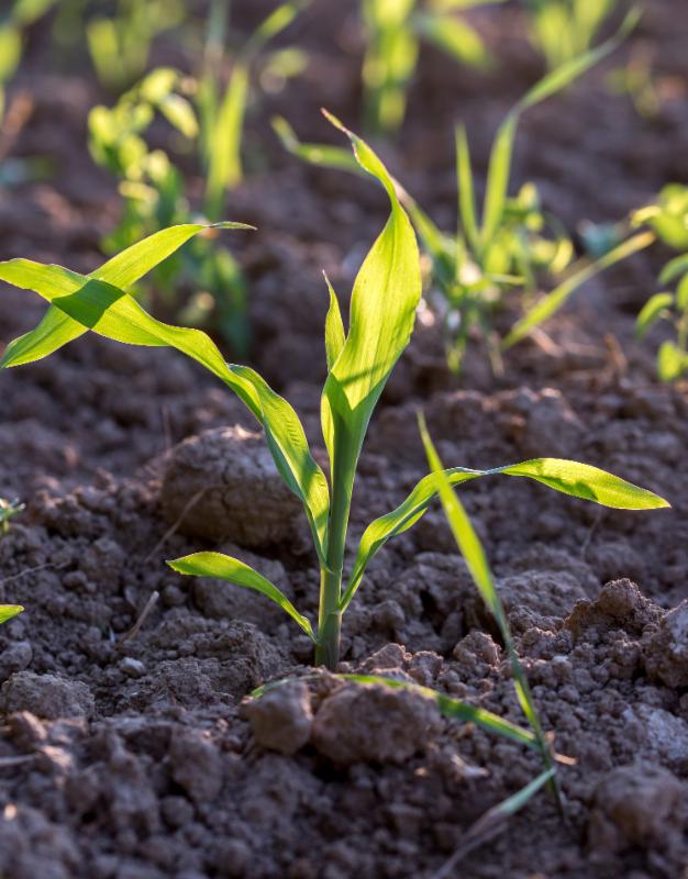 corn seedling