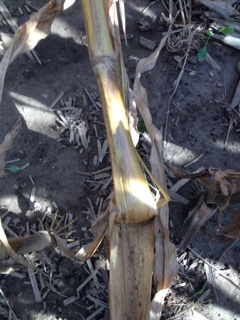 rotting corn stalk