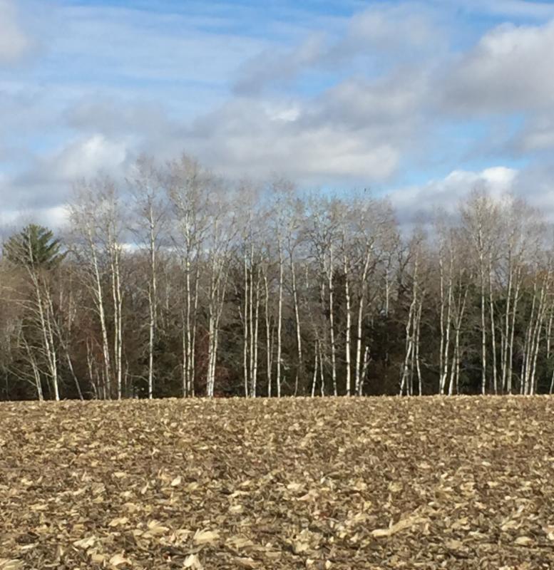 Just harvested cornfield