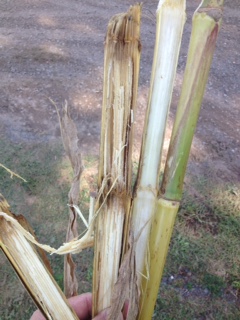 deteriorating corn stalk