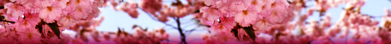 cherry-blossom-banner.jpg