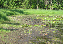 Water levels in wetlands can vary seasonally