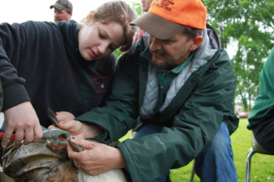 Kent Van Horn works a WDNR banding event