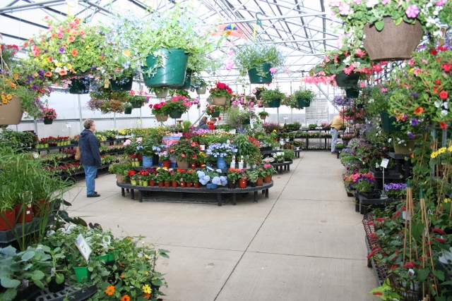 Annuals