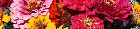 colorful-poppies.jpg