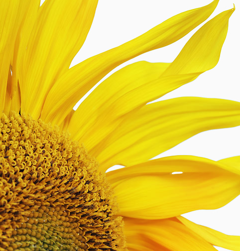 yellow_closeup_flower.jpg