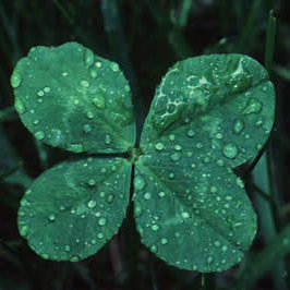 dewy-clover.jpg