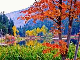 fall leaves