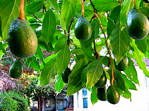 Ripe avocados hanging in an avocado tree