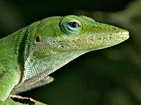 Close up of a green lizard's head