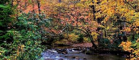 Canopied in autumn colors, a mountain stream with a path on the other side
