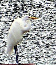A Great Egret sitting on a rusty pole, looking over a lake