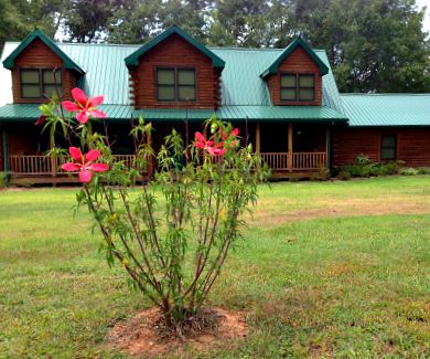 A swamp hibiscus with large red blooms  in front of a log cabin home
