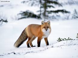 fox