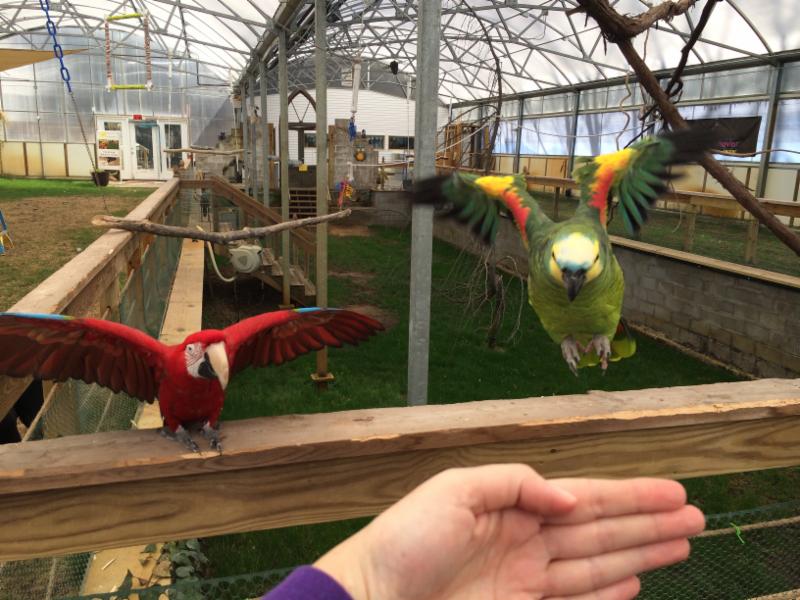 Image showcasing Creative Aviaries and Enclosures Webinar for Parrots and Other Birds