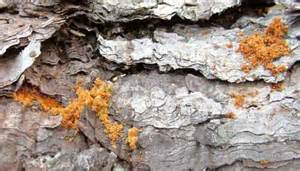 Rust colored dust indicates pine engraving beetle activity