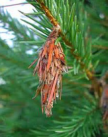 A bagworm sack hangs off the branch of a pine tree