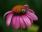 Cone flower