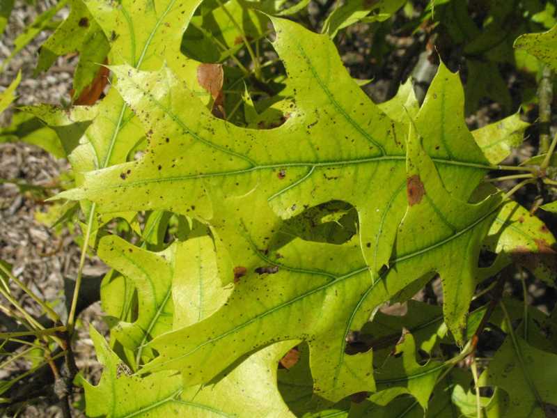 Yellowing leaves with prominent green veins are an indicator of iron chlorosis