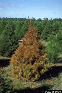 A pine tree infected by the pine engraving beetle