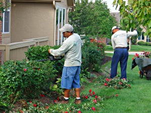 Prune your shrubs correctly for maximum growth and overall health 