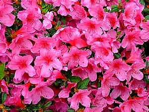 low maintenance Azaleas add a pop of color to your landscape