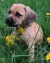 Keep your pets free from fleas, ticks and chiggers this summer