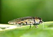 The Emerald Ash Borer beetle