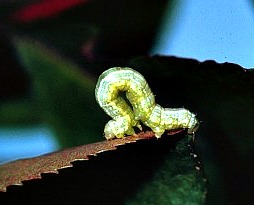 Canker worms hatch in spring and begin to dine on tree leaves
