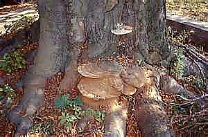 Conks located at the bottom of this tree indicate decay