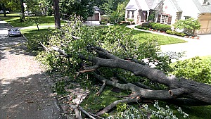 Keep trees pruned to help protect trees agains damaging storms