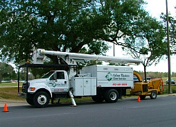Take advantage of Arbor Masters Tree April pruning and removal disicount
