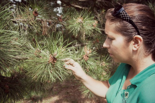 Certified Arborist Laura Peterson inspects a pine for needle tip disease