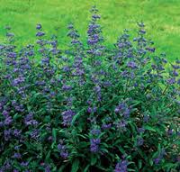 A low maintenance shrub, the bluebeard provides color and attracts butterflies to your landscape
