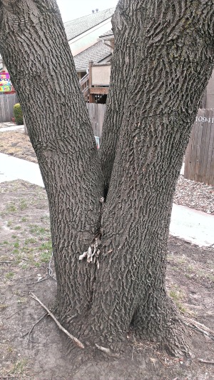 The co-dominant trunk makes this tree more susceptible to damage due to storms