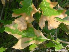 These discolored oak leaves are a symptom of oak wilt disease